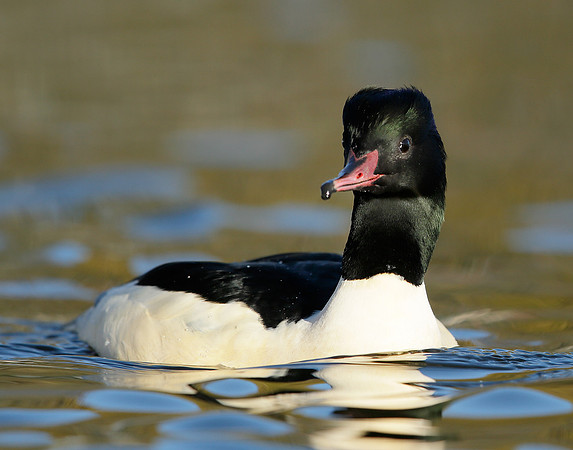 Goosander Mergus merganser