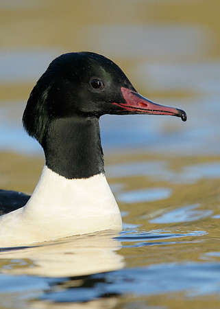 Goosander Mergus merganser