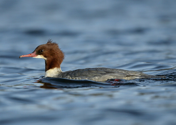 Goosander Mergus merganser