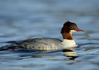 Goosander Mergus merganser