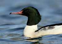 Goosander Mergus merganser