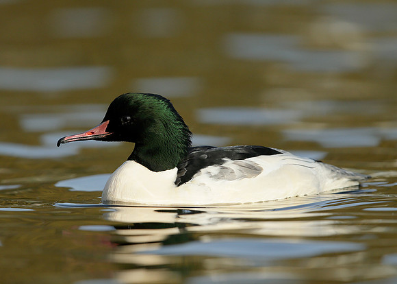 Goosander Mergus merganser