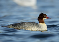 Goosander Mergus merganser