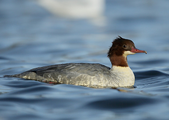 Goosander Mergus merganser