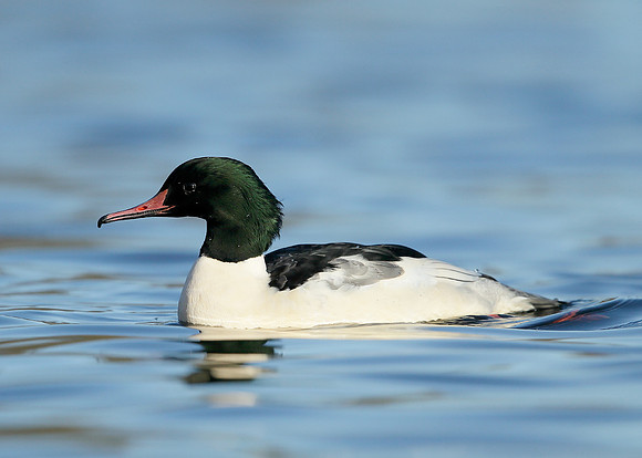 Goosander Mergus merganser