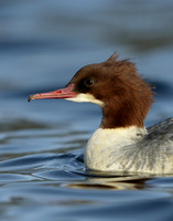 Goosander Mergus merganser