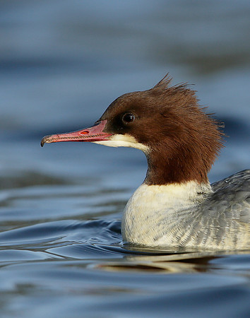 Goosander Mergus merganser