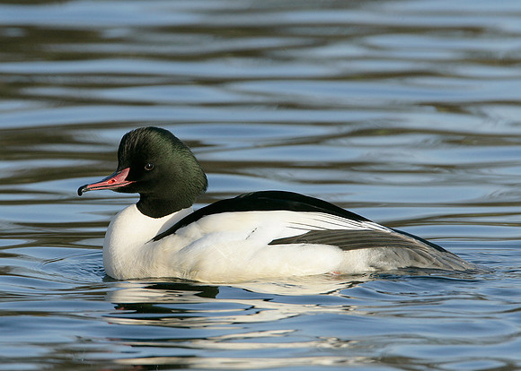 Goosander Mergus merganser