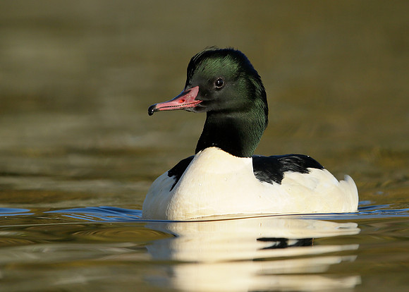 Goosander Mergus merganser