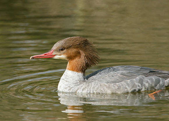 Goosander Mergus merganser