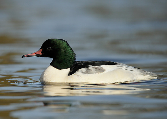 Goosander Mergus merganser