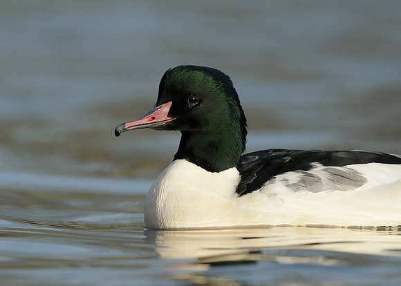 Goosander Mergus merganser