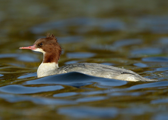Goosander Mergus merganser
