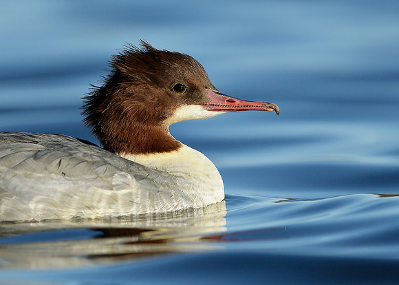 Goosander Mergus merganser