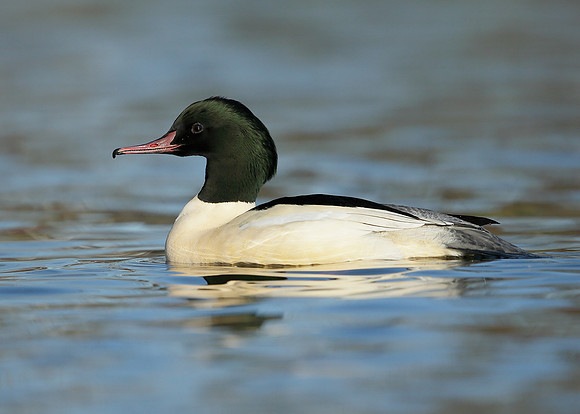 Goosander Mergus merganser