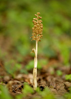 Bird's-nest Orchid Neottia nidus-avis