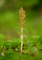 Bird's-nest Orchid Neottia nidus-avis