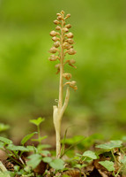 Bird's-nest Orchid Neottia nidus-avis