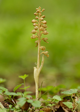 Bird's-nest Orchid Neottia nidus-avis