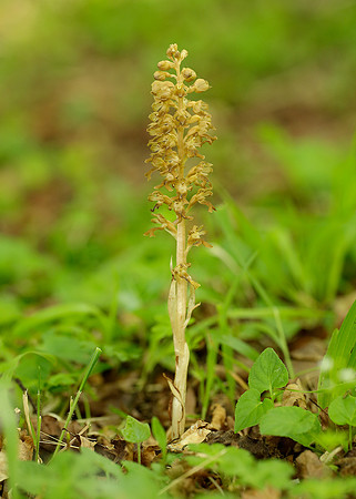 Bird's-nest Orchid Neottia nidus-avis