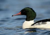 Goosander Mergus merganser
