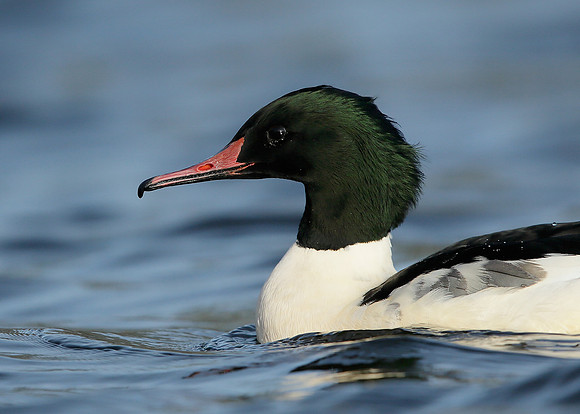 Goosander Mergus merganser