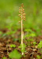 Bird's-nest Orchid Neottia nidus-avis