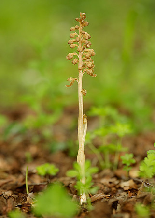 Bird's-nest Orchid Neottia nidus-avis