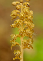Bird's-nest Orchid Neottia nidus-avis