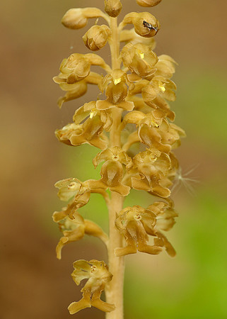 Bird's-nest Orchid Neottia nidus-avis