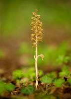 Bird's-nest Orchid Neottia nidus-avis