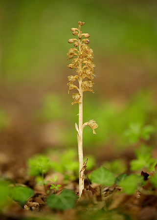Bird's-nest Orchid Neottia nidus-avis