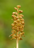 Bird's-nest Orchid Neottia nidus-avis