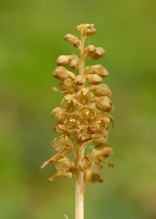Bird's-nest Orchid Neottia nidus-avis