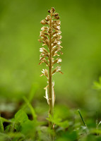 Bird's-nest Orchid Neottia nidus-avis