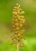 Bird's-nest Orchid Neottia nidus-avis