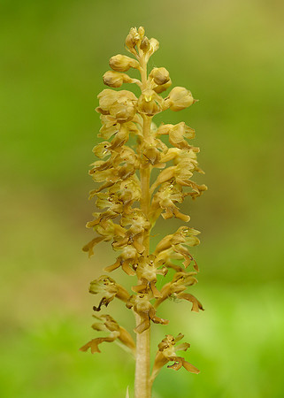 Bird's-nest Orchid Neottia nidus-avis