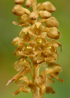 Bird's-nest Orchid Neottia nidus-avis
