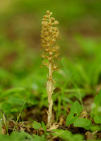 Bird's-nest Orchid Neottia nidus-avis