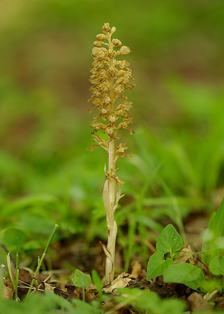 Bird's-nest Orchid Neottia nidus-avis