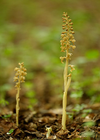 Bird's-nest Orchid Neottia nidus-avis