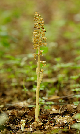 Bird's-nest Orchid Neottia nidus-avis