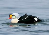 Swans, Geese & Ducks