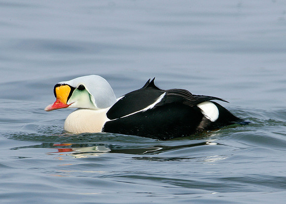 King Eider Somateria spectabilis