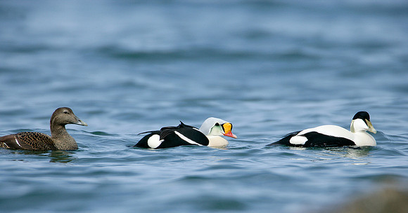 King Eider Somateria spectabilis