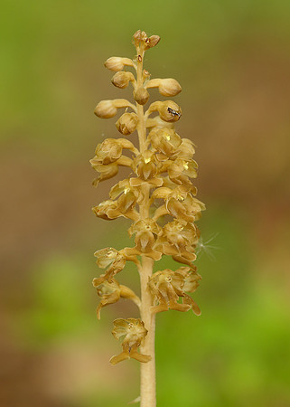 Bird's-nest Orchid Neottia nidus-avis