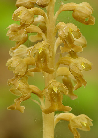 Bird's-nest Orchid Neottia nidus-avis