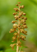 Bird's-nest Orchid Neottia nidus-avis