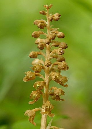 Bird's-nest Orchid Neottia nidus-avis