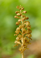 Bird's-nest Orchid Neottia nidus-avis